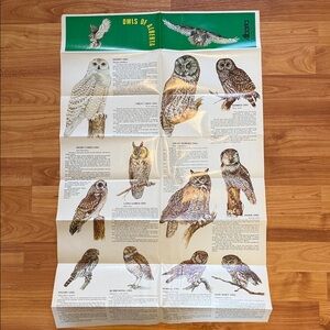 Vintage Owls of America Educational Poster Brochure Illustration Bird Watching